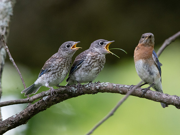 Eastern bluebird (Sialia sialis) Fledglings and Female