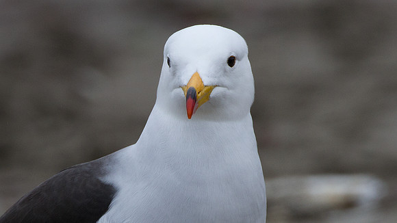 Belcher's Gull (Larus belcheri)
