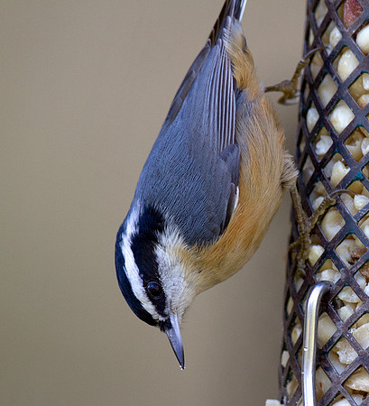 Red-breasted Nuthatch (Sitta canadensis)