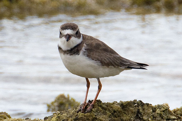 Semipalmated Plover (Charadrius semipalmatus)