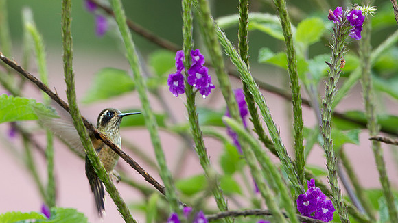Speckled Hummingbird (Adelomyia melanogenys)