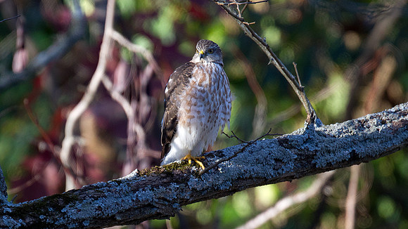 Cooper's Hawk (Accipiter cooperii) Juv