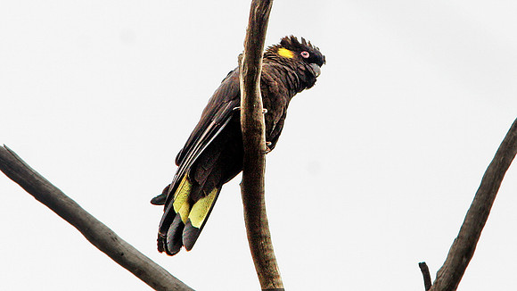 Yellow-tailed Black Cockatoo (Calyptorhynchus funereus)