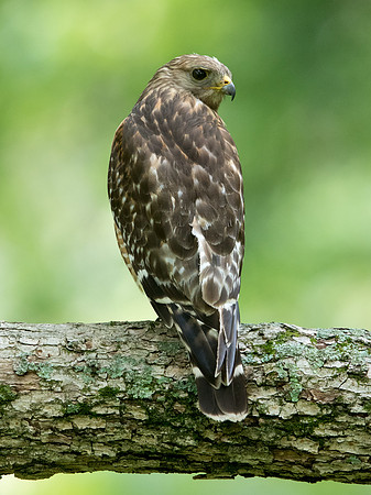 Red-shouldered hawk (Buteo lineatus) Male
