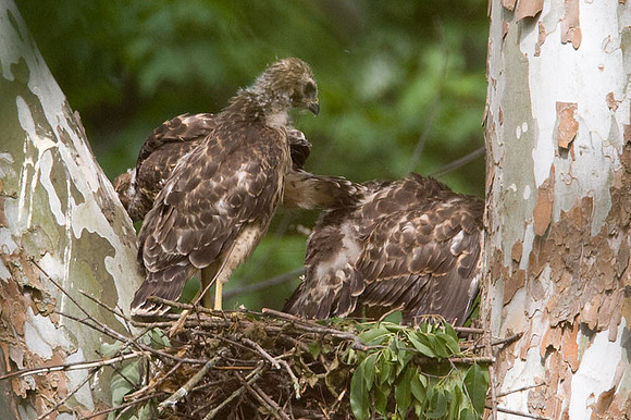 Red-shouldered Hawk (Buteo lineatus) juvenile