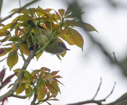 Mees's white-eye (Lophozosterops javanicus)