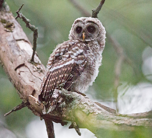 Barred owl (Strix varia) Juv