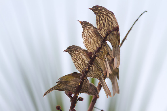 Palmchat (Dulus dominicus)