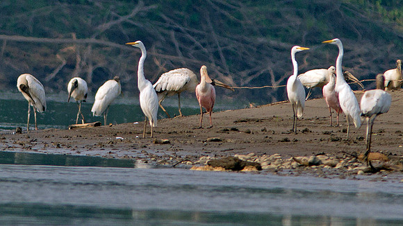 Wood Stork (Mycteria americana) Great Egret (Ardea alba) Roseate Spoonbill (Platalea ajaja)
