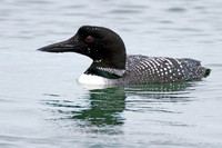 Great Northern Loon (Gavia immer) also known as Common Loon or Great Northern Diver