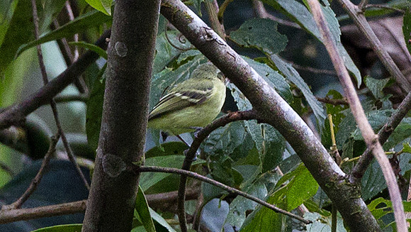Marble-faced Bristle-tyrant (Phylloscartes ophthalmicus)
