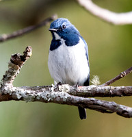 Ultramarine flycatcher (Ficedula superciliaris) Male