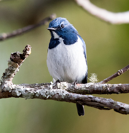 Ultramarine flycatcher (Ficedula superciliaris) Male