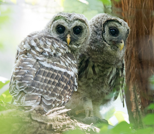 Barred owl (Strix varia) Juvs