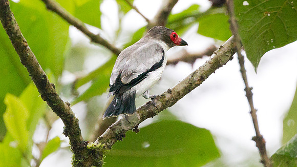 Masked Tityra (Tityra semifasciata) female