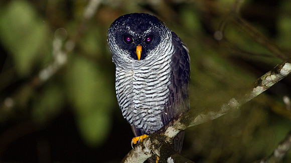 Black-and-white Owl (Strix nigrolineata)