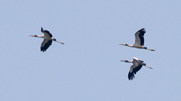 Wood Stork (Mycteria americana)