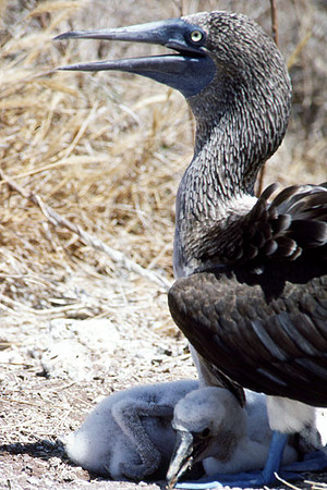 Blue-footed Booby (Sula nebouxii)