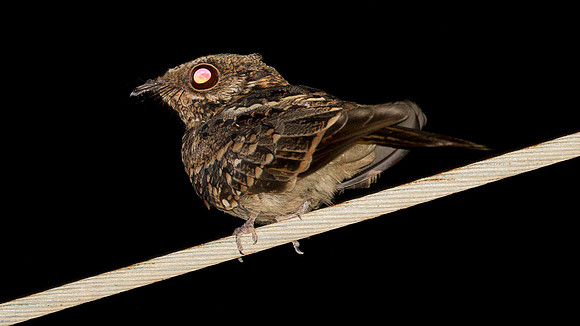 White-tailed Nightjar (Caprimulgus cayennensis)