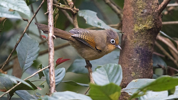 Spectacled barwing (Actinodura ramsayi)
