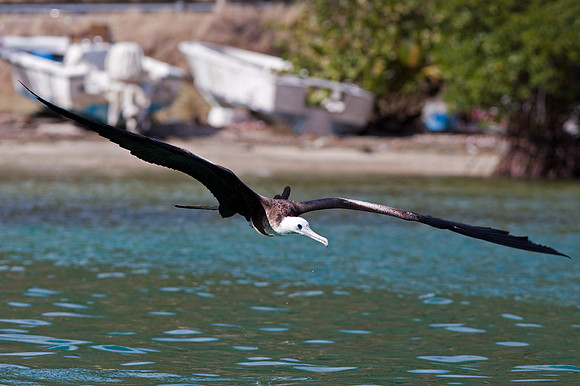 Magnificent Frigatebird (Fregata magnificens) Immature