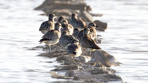 Black-bellied Plover (Pluvialis squatarola)