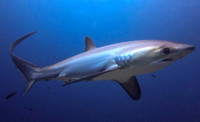 Thresher shark