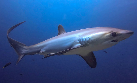 Thresher shark