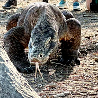 Tracking Komodo Dragons in Komodo Island National Park