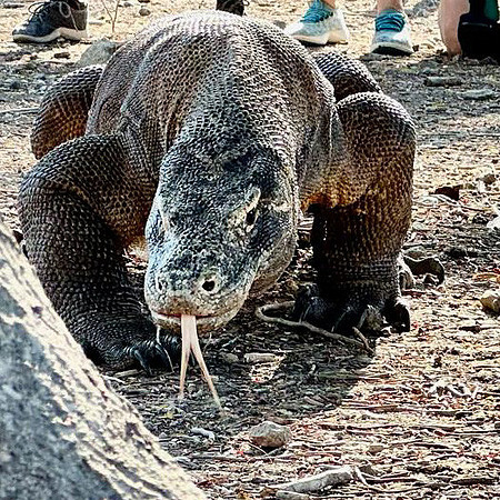 Tracking Komodo Dragons in Komodo Island National Park copy