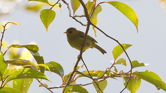 Mountain Blackeye (Chlorocharis emiliae)