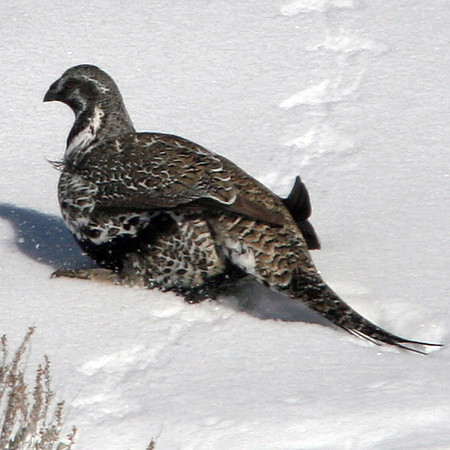 Sage Grouse (Centrocercus urophasianus)