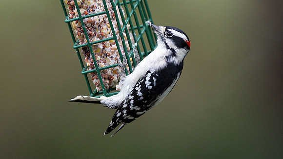Downy Woodpecker (Picoides pubescens) male
