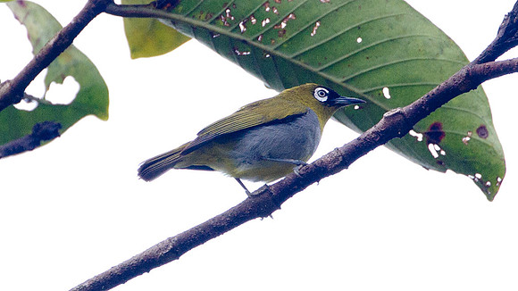 Black-capped White-eye (Zosterops atricapilla)