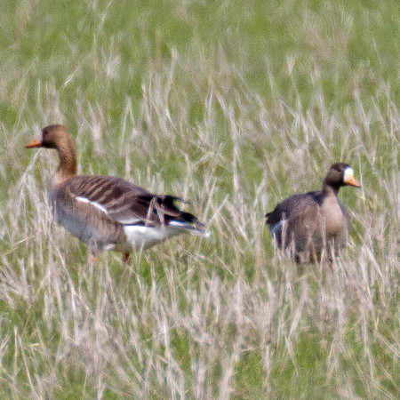 Greater White-fronted Goose (Anser albifrons)