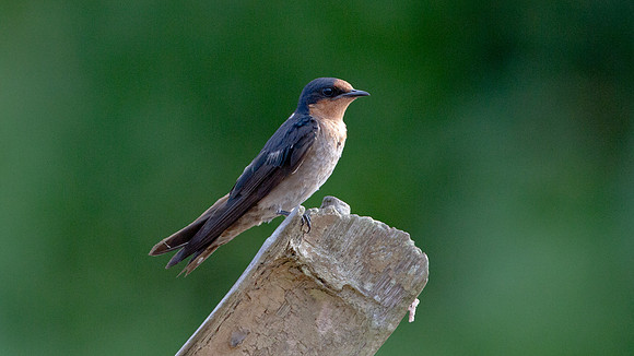 Pacific Swallow (Hirundo tahitica)