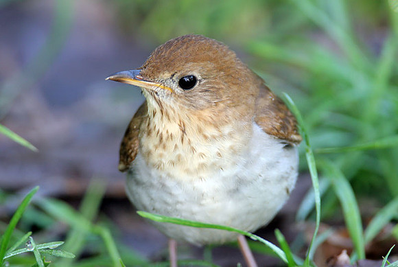 Veery (Catharus fuscescens)