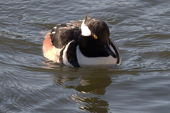 Hooded Merganser (Lophodytes cucullatus) male