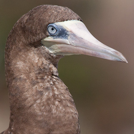 Brown Booby (Sula leucogaster)