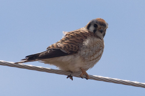 American Kestrel (Falco sparverius)