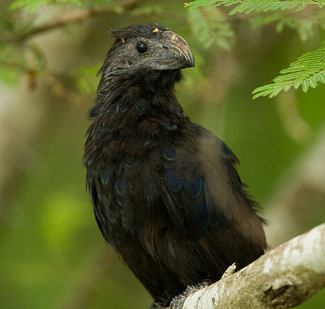 Groove-billed Ani (Crotophaga sulcirostris)