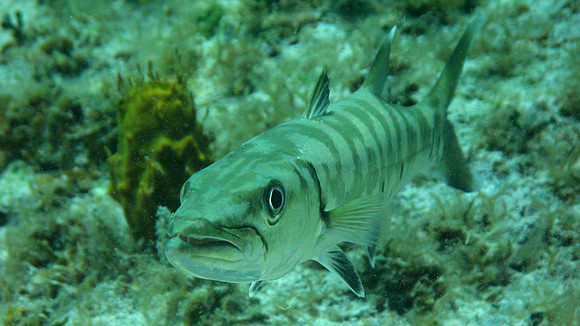 Barracuda (Sphyraena sp.)