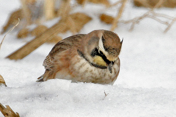 Horned Lark (Eremophila alpestris) also known as Shore Lark