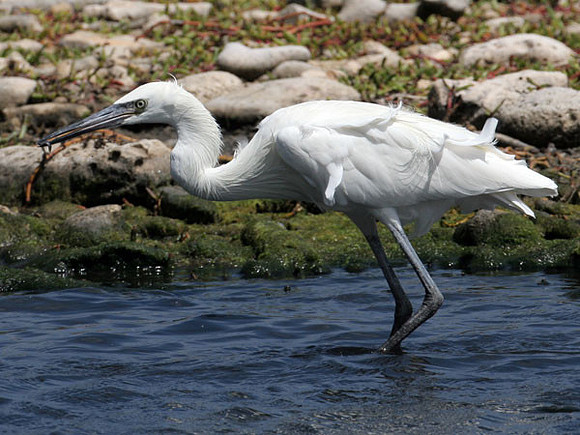Reddish Egret (Egretta rufescens) immature, white morph