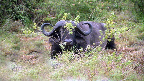 1988 Africa water buffalo img270