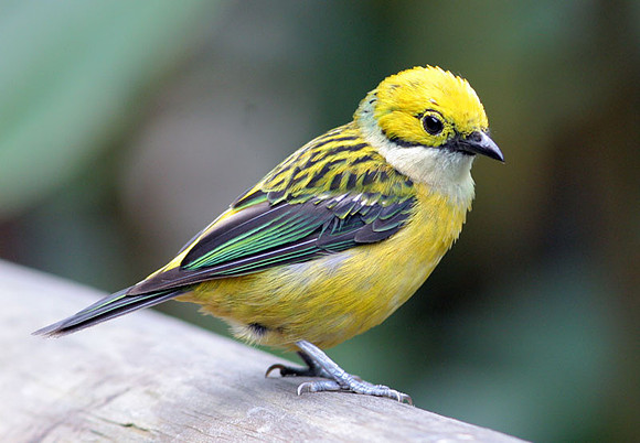 Silver-throated Tanager (Tangara icterocephala)
