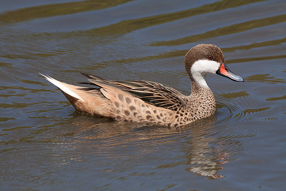 White cheeked Pintail (Anas bahamensis)