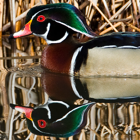 Wood Duck (Aix sponsa) male; also known as Carolina Duck