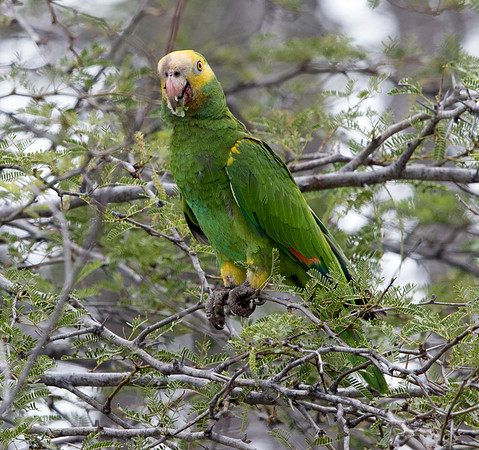 Yellow-shouldered Amazon (Amazona barbadensis)