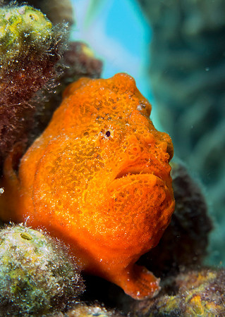 Longlure-frogfish